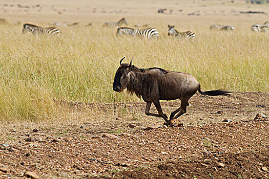 蓝角马,角马,马赛马拉,野生动植物保护区,肯尼亚