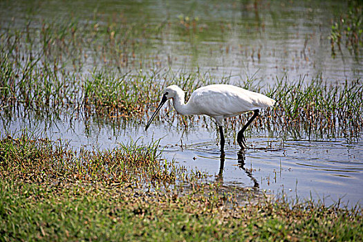 白琵鷺,普通,篦鹭,成年,走,水中,觅食,国家公园,斯里兰卡,亚洲