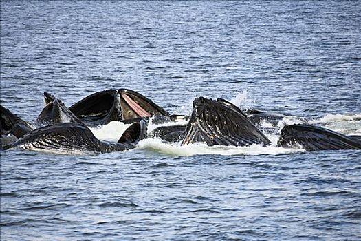 驼背鲸,大翅鲸属,鲸鱼,群,阿拉斯加