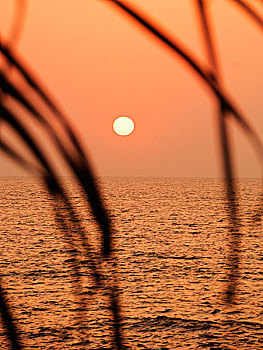 日落,上方,海洋,叶子,果阿,印度