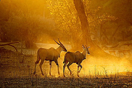 大羚羊,黎明,国家公园,津巴布韦,非洲