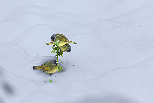 绿鹦嘴鹎雪地觅食栖息