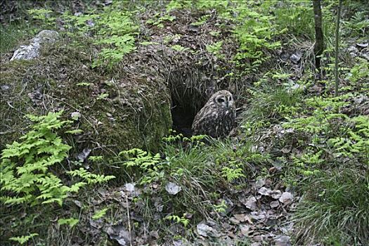 短耳鸮,正面,洞穴,挪威,欧洲