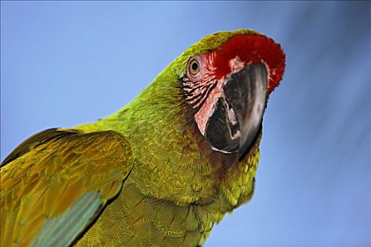 鹦鹉,动物园,巴厘岛,印度尼西亚