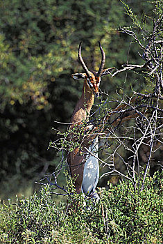 非洲瞪羚,瞪羚,长颈羚,雄性,站立,后腿,吃,叶子,公园,肯尼亚