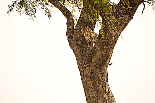 雌性,豹,树,塞伦盖蒂国家公园,坦桑尼亚