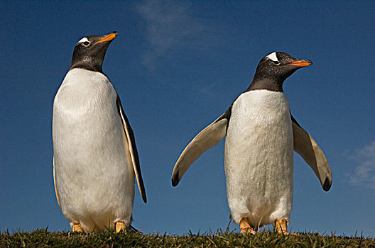 巴布亚企鹅,一对,自愿角,东福克兰,岛屿,福克兰群岛