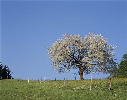 花,苹果树,草地,上巴伐利亚