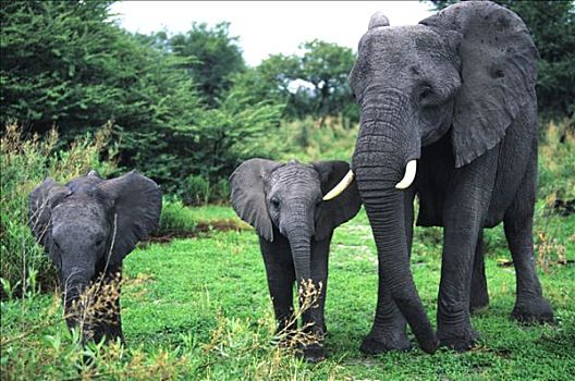 博茨瓦纳,奥卡万戈三角洲,莫瑞米,自然保护区,野生,母亲,大象,婴儿