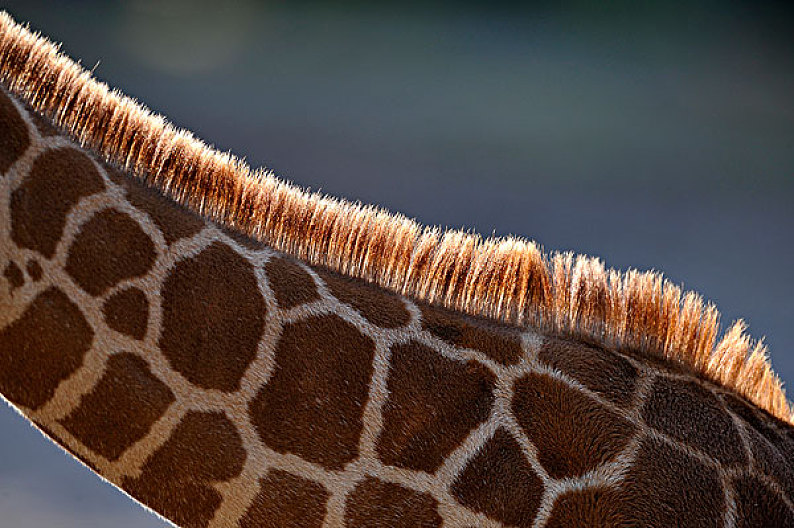 长颈鹿皮毛花纹图片