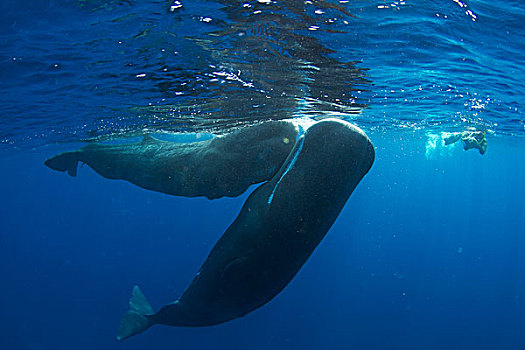 抹香鲸,一对,潜水,加勒比海,多米尼克