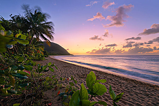 瓜德罗普,加勒比,法国,岛屿,热带,乐园,手掌,海滩,海洋,沙子,叶子,彩色,日落,绿色,自然风光,全景,风景