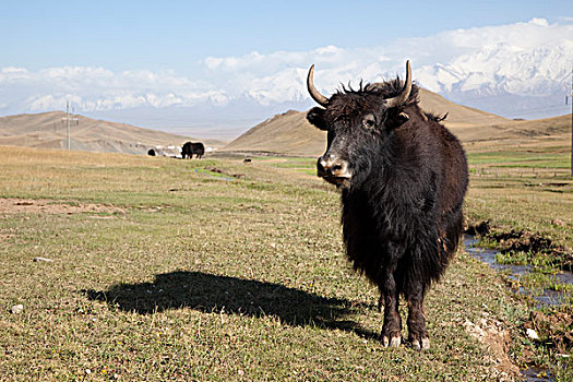 牦牛,公路,吉尔吉斯斯坦,亚洲