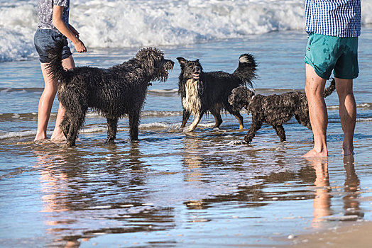 狗,人,海滩,纽基,康沃尔