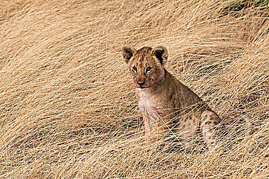 幼狮,坐,干燥,草,马赛马拉国家保护区,肯尼亚
