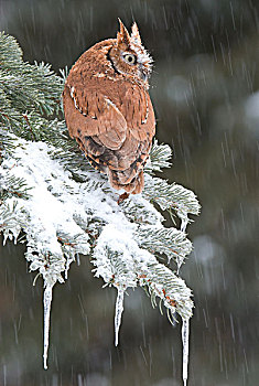 东美角鸮,长耳鸮,红色,冬天,自然,中心,密歇根