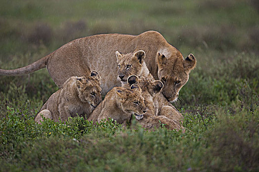 家族,狮子,幼兽,塞伦盖蒂国家公园,坦桑尼亚