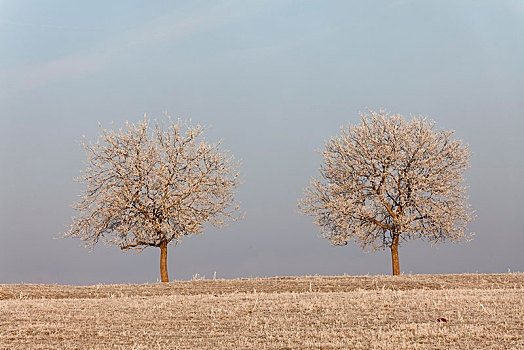 两个,霜,树,冬天,圆顶,奥弗涅,法国,欧洲
