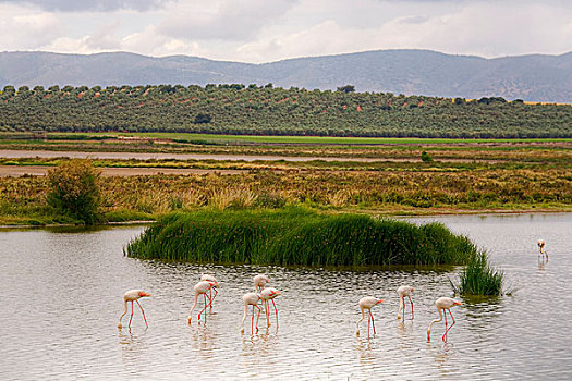 泻湖,马拉加省,安达卢西亚,西班牙