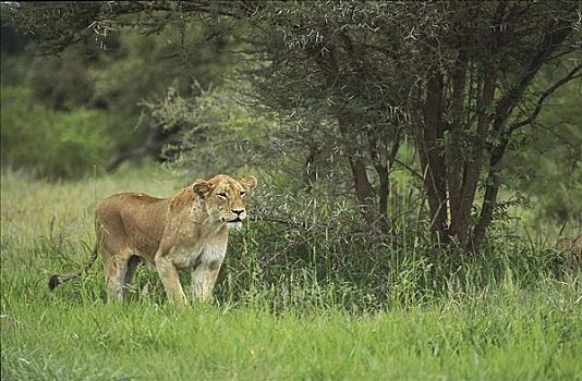 雌狮,幼兽,狮子,雌性,哺乳动物,马赛马拉,肯尼亚,非洲,猫科动物,动物