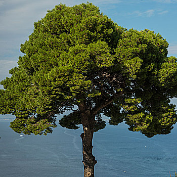 树,那不勒斯湾,卡普里岛,坎帕尼亚区,意大利