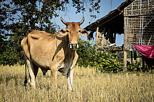 柬埔寨,收获,区域,母牛,地点,大幅,尺寸