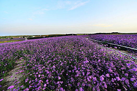 薰衣草花海