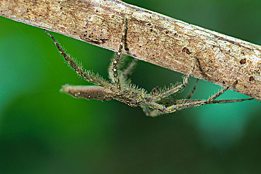 蜘蛛,科罗拉多岛,巴拿马