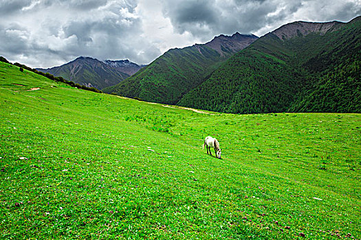 夏天的山野四姑娘山