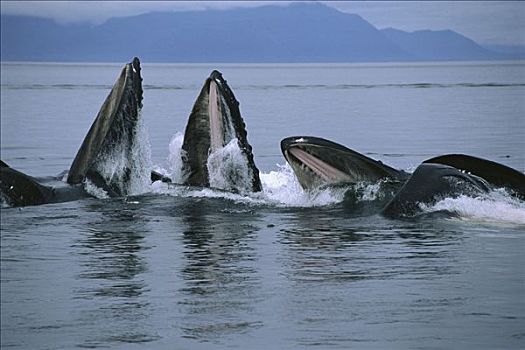 驼背鲸,大翅鲸属,鲸鱼,合作,青鱼,学校,东南阿拉斯加
