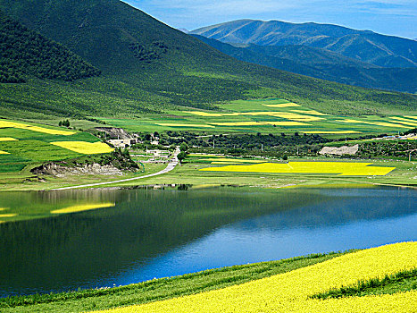 门源油菜花基地景观