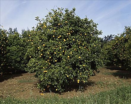 橘树,西班牙