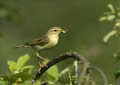 捕食