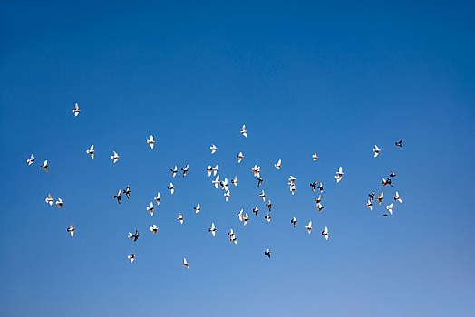 疆吐鲁番鄯善县吐峪沟维吾尔族村落上空飞翔的鸽子