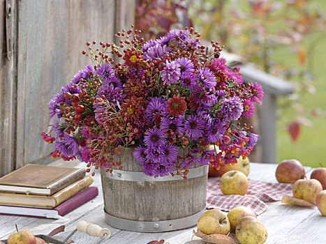 紫苑属,菊花,粉色,卫茅属植物