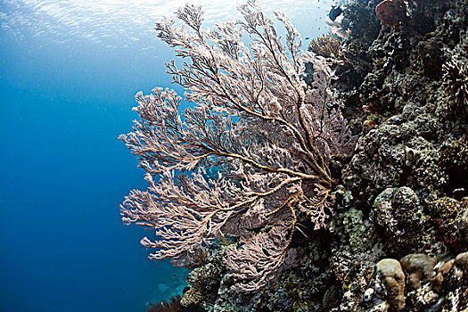 红色,巨大,珊瑚,巴厘岛,印度尼西亚,亚洲