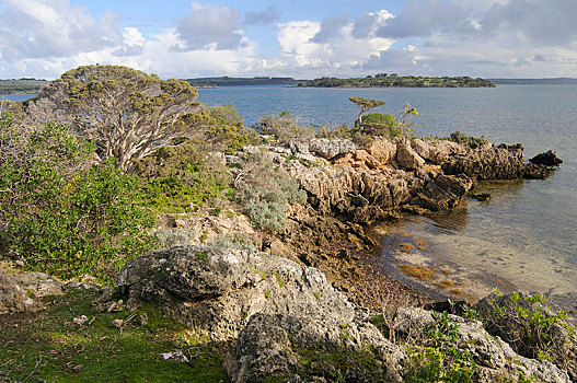 岩石海岸,鹈鹕湖,袋鼠,岛屿,南澳大利亚州,澳大利亚,大洋洲