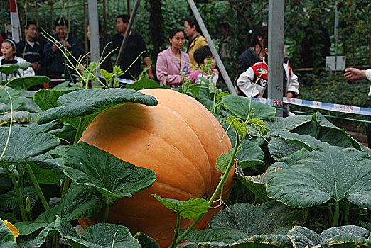 寿光蔬菜博览会