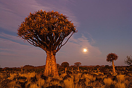 抖树,二歧芦荟,月出,基特曼斯胡普,纳米比亚