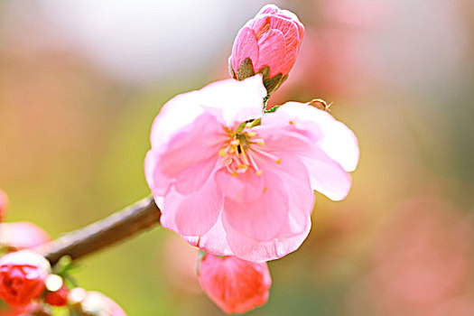 春天盛开的红色梅花