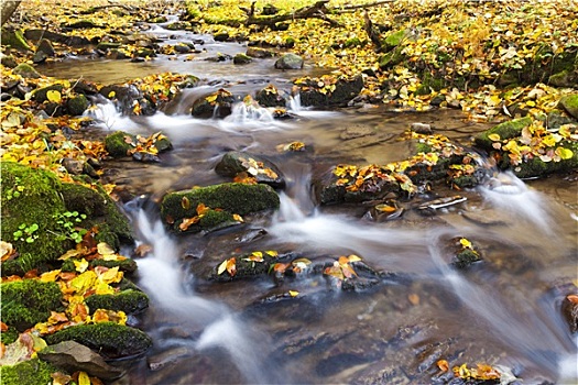 溪流,秋天,斯洛伐克