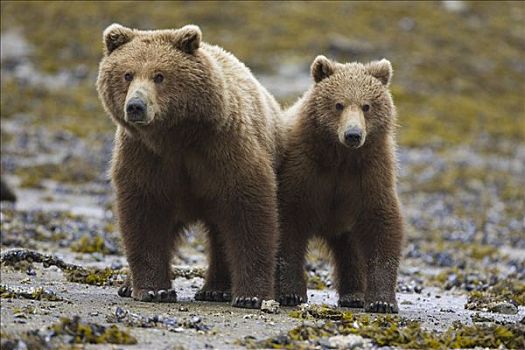 大灰熊,棕熊,母兽,一个,一半,幼兽,看,熊,卡特麦国家公园,阿拉斯加