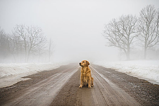 金毛猎犬,坐,中间,土路,雾