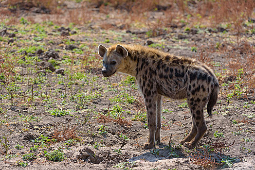 斑鬣狗,南方,国家公园,赞比亚,非洲