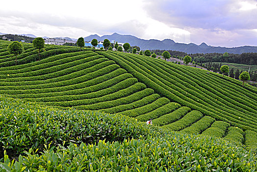 贵州茶园风光