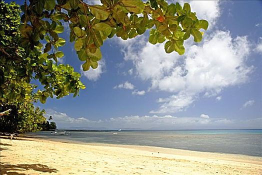 斐济,海滩,白沙,清晰,海洋,框架,绿叶