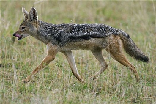 黑背狐狼,黑背豺,走,马赛马拉国家保护区,肯尼亚