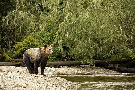 棕熊,河边,河,不列颠哥伦比亚省,加拿大
