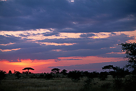 日落,上方,地点,金合欢树,塞伦盖蒂,坦桑尼亚