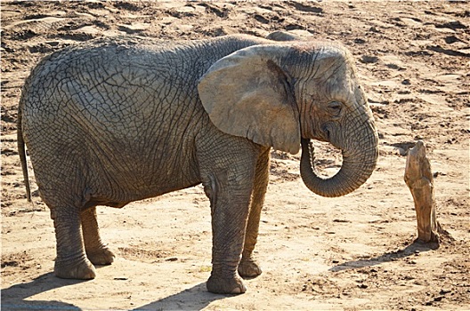 非洲象,自然环境